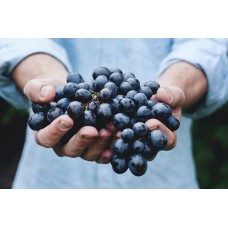 Wine & Cider Making with Phil Wheal - Sunday 19th November 2023